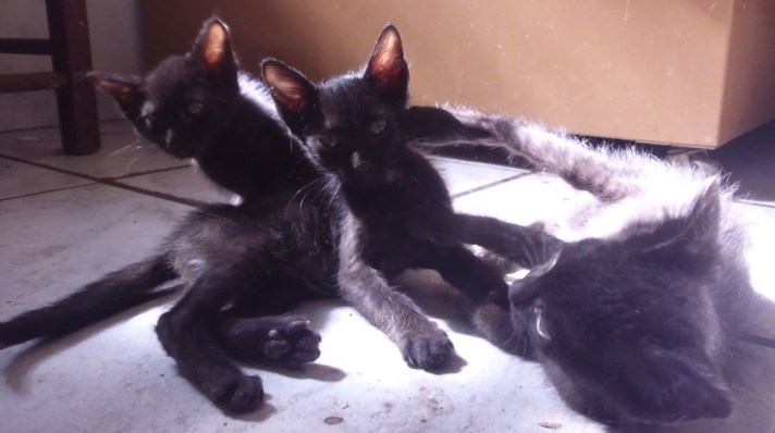 Edgar, Allan e Poe.
