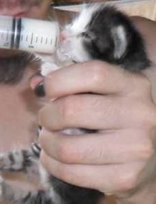 felinodelia-suscedaneo