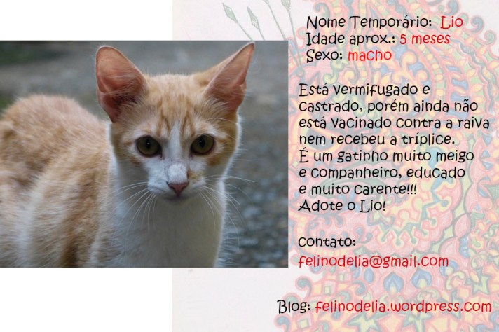 lio campanha grupos ficha