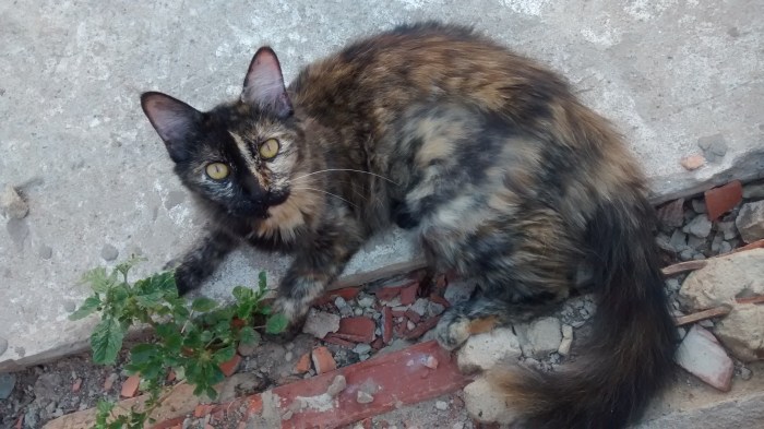 IMG_20151204_182015339