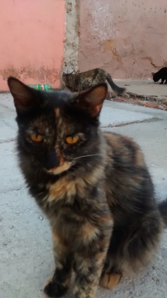 IMG_20151204_184836344