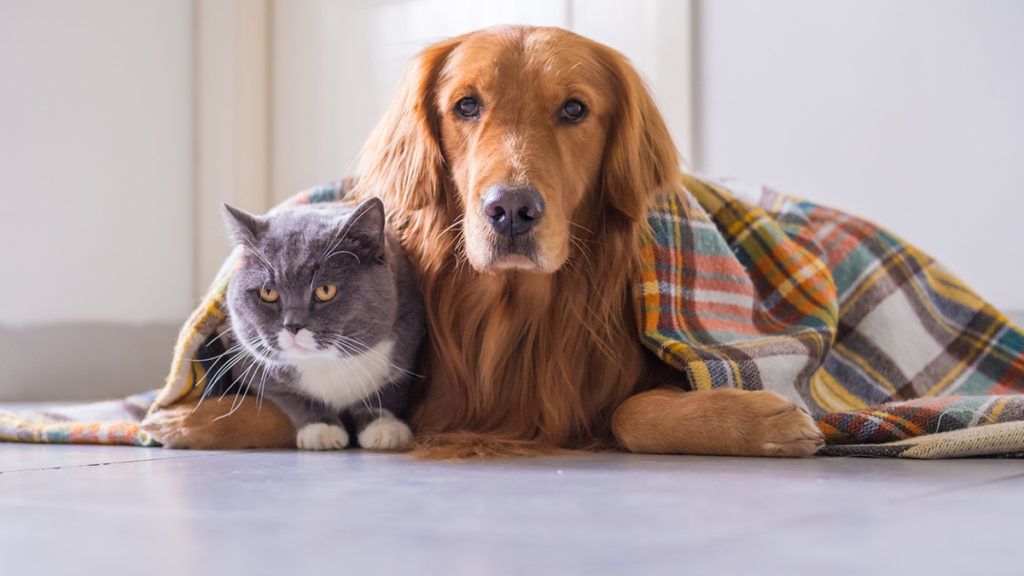 como aquecer os animais no inverno