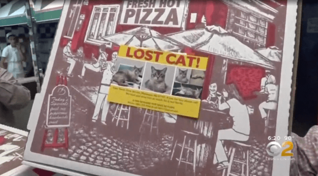 gato-perdido-em-caixa-de-pizza