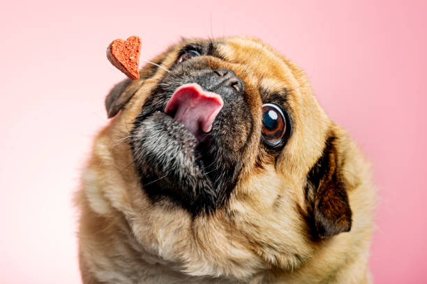 bom pra cachorro obeso