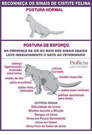 sintomas de cistite em felinos