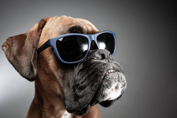 Ceratoconjuntivite Canina