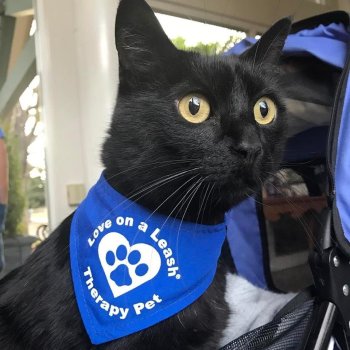 Terapia assistida por animais