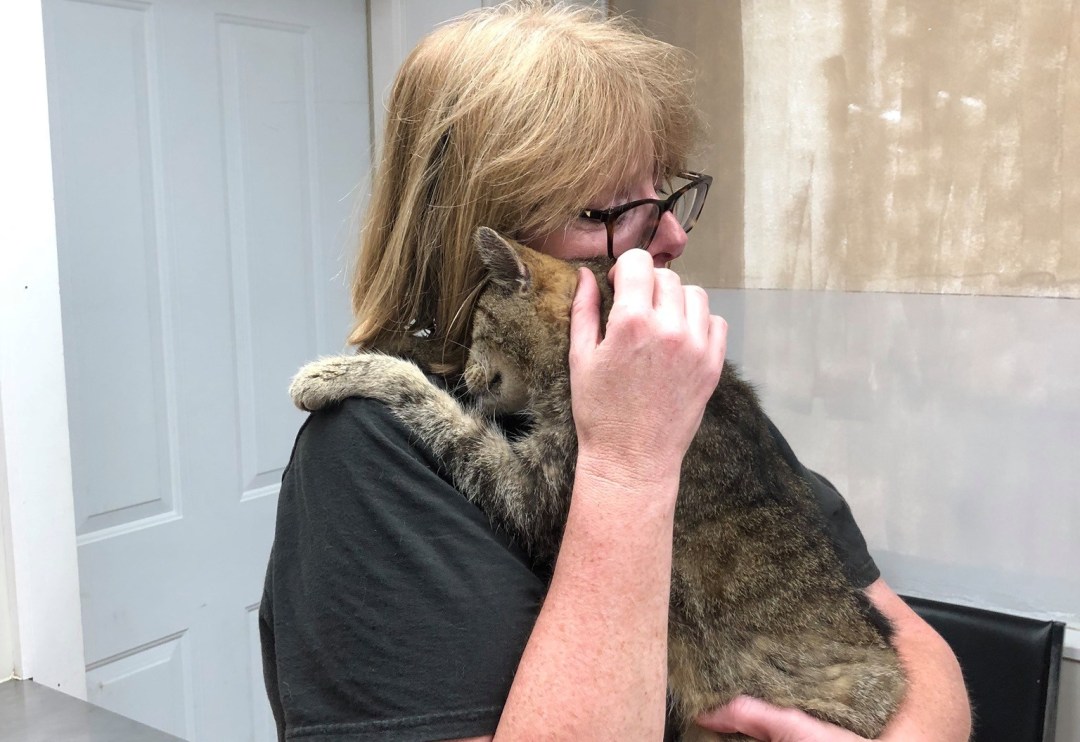 Gato reencontra sua tutora