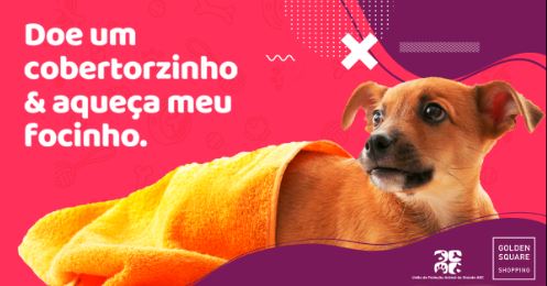 campanha do agasalho pet