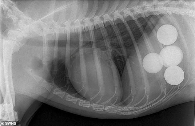 cachorro engole 5 bolas de golfe