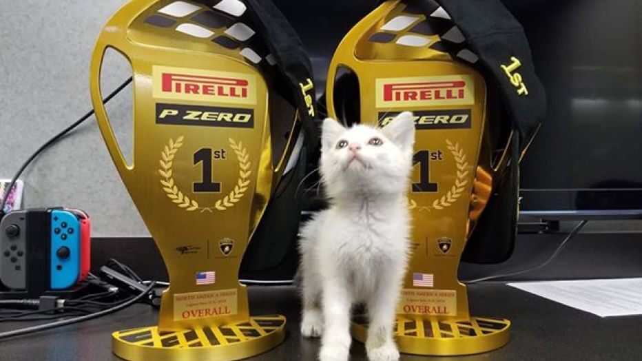 Gatinha-amuleto-corrida