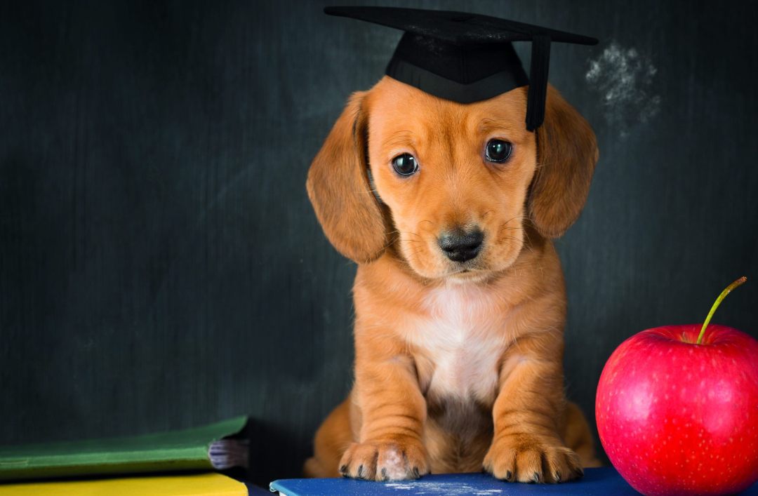 como ensinar um filhote de cachorro