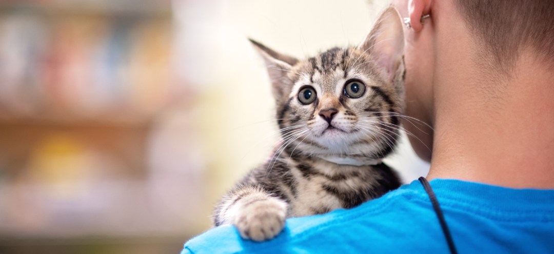 cuidados ao resgatar um animal