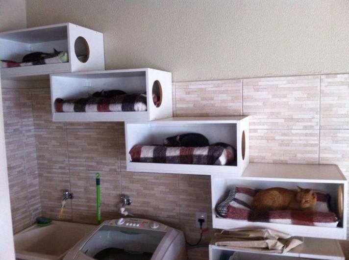 condomínio-de-gatinhos