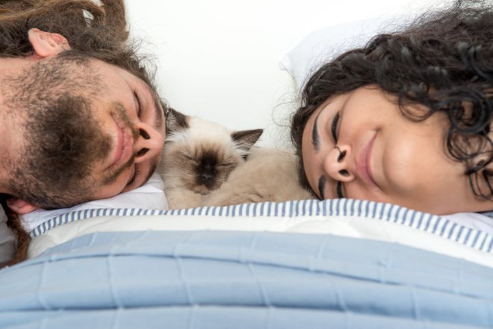 dormir com gato é tudo de bom