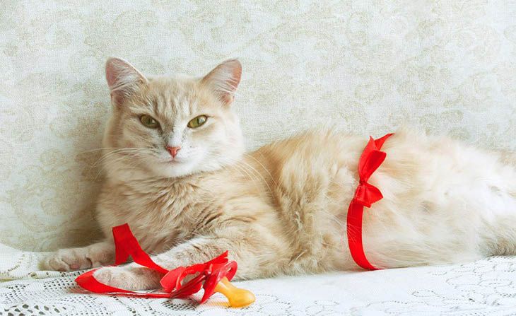 como saber se uma gata está grávida