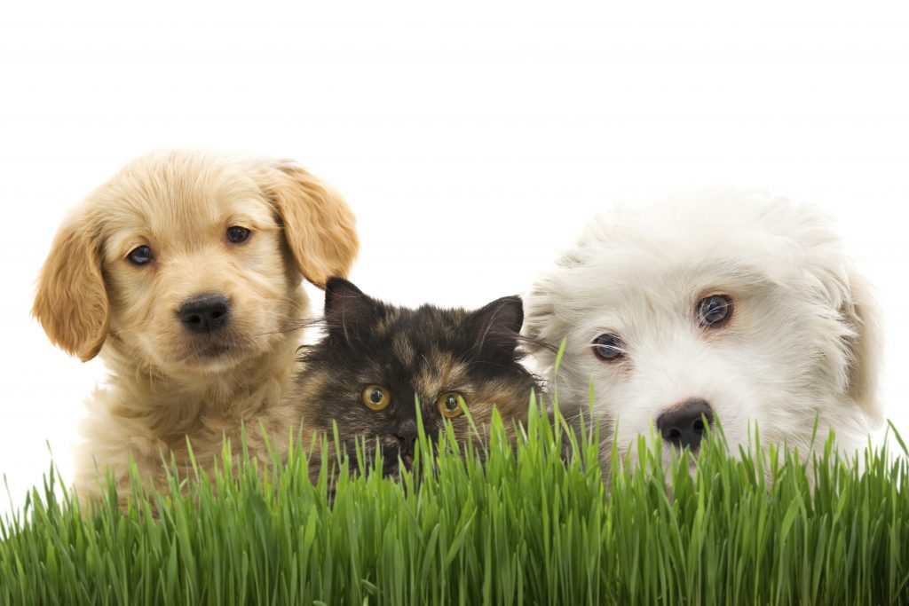 Plantas Tóxicas para Animais de estimação