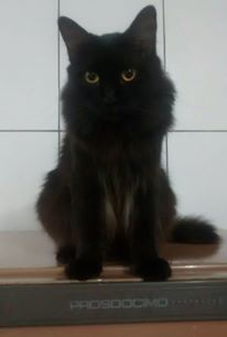 Madalena-main coon