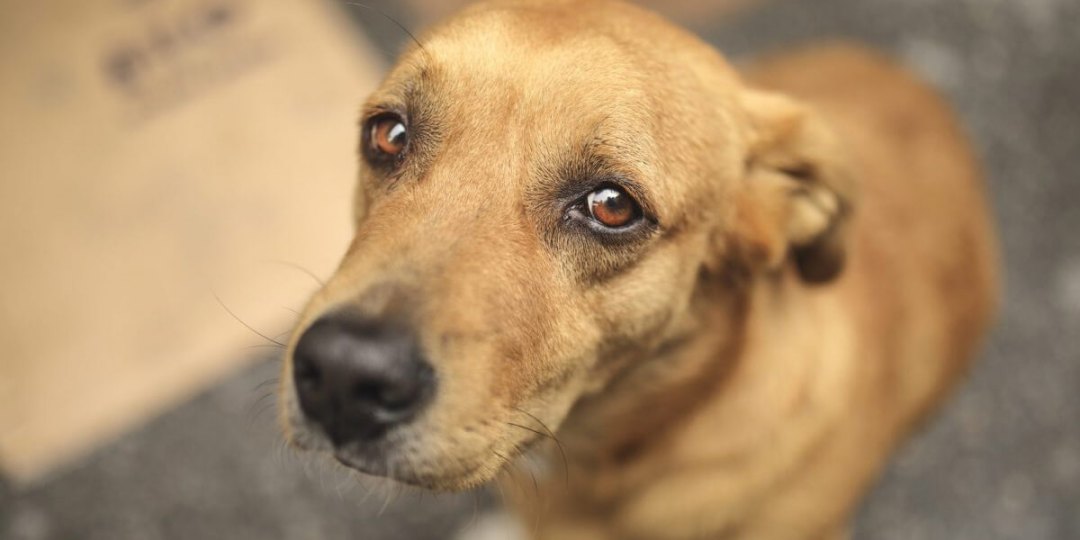 cachorro com depressão
