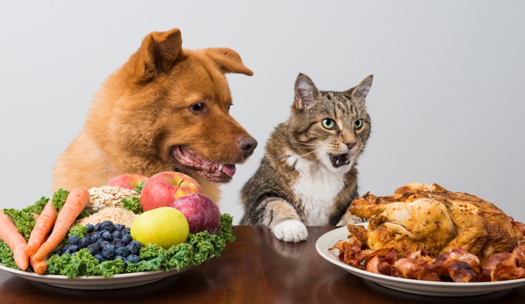 gatos e cães podem ser veganos