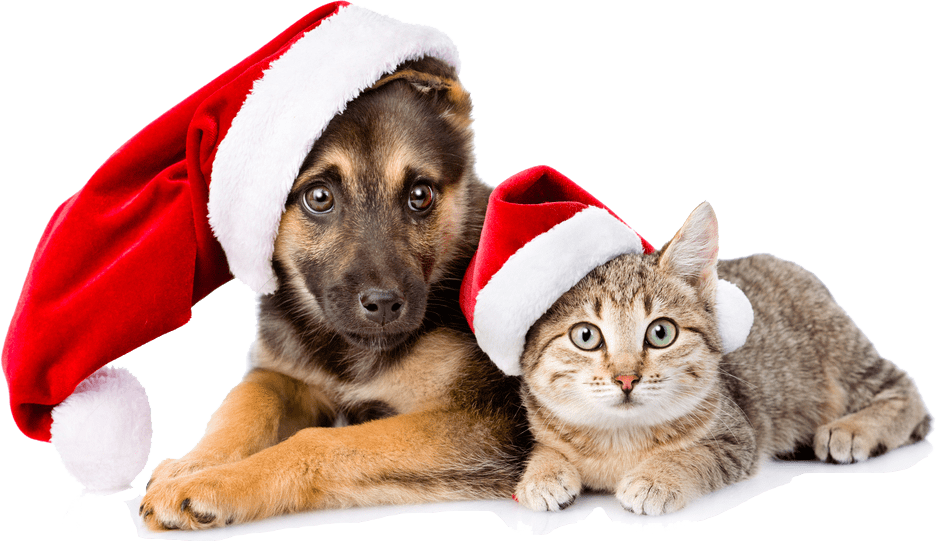 Cuidados com os pets nas festas de fim de ano