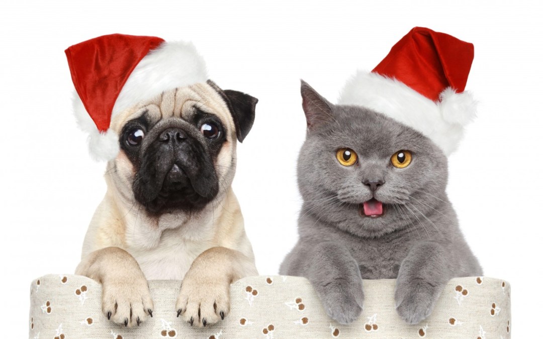 ceia de natal para gatos e cachorros