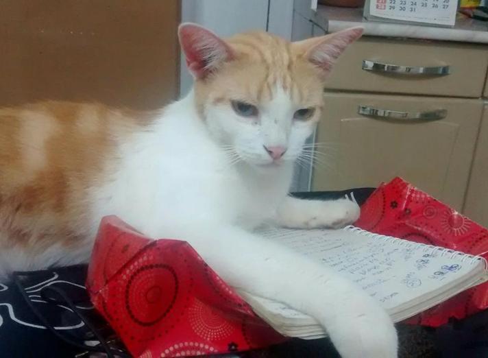 Richard-ogatoqueestuda