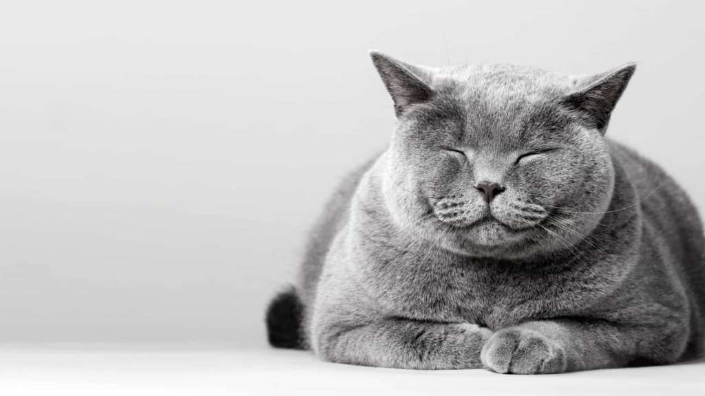 gatos tem expressões faciais