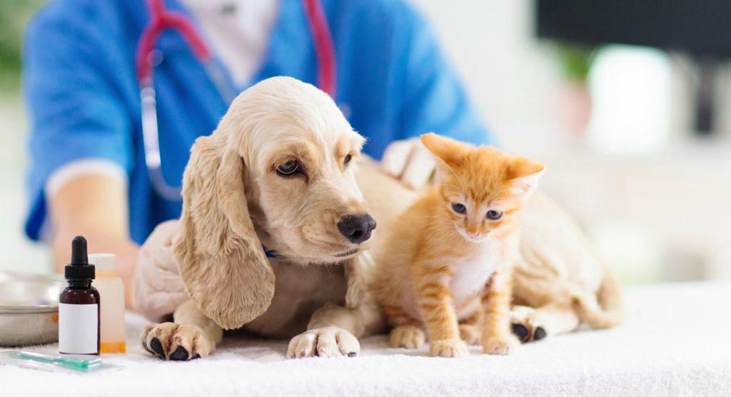 Plano de Saúde para Animais