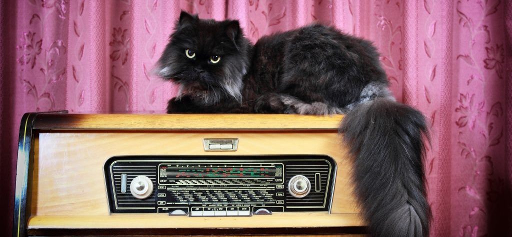 música para reduzir o stress em gatos