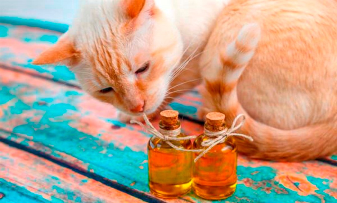 oleo-essencial-e-gatos