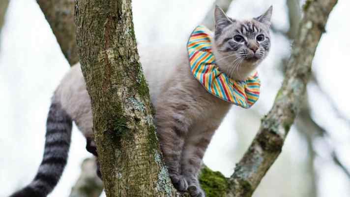 Cat-Wearing-Birdbesafe-Cat-Collar-Birdsbesafe-Website
