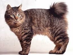 clube-do-gato-Kurilian Bobtail