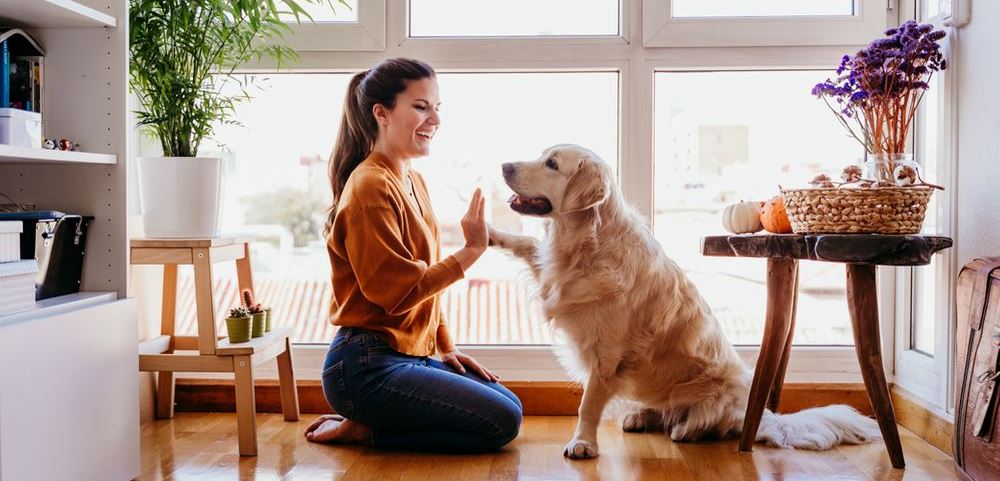 como levar o cachorro pra passear durante a quarentena