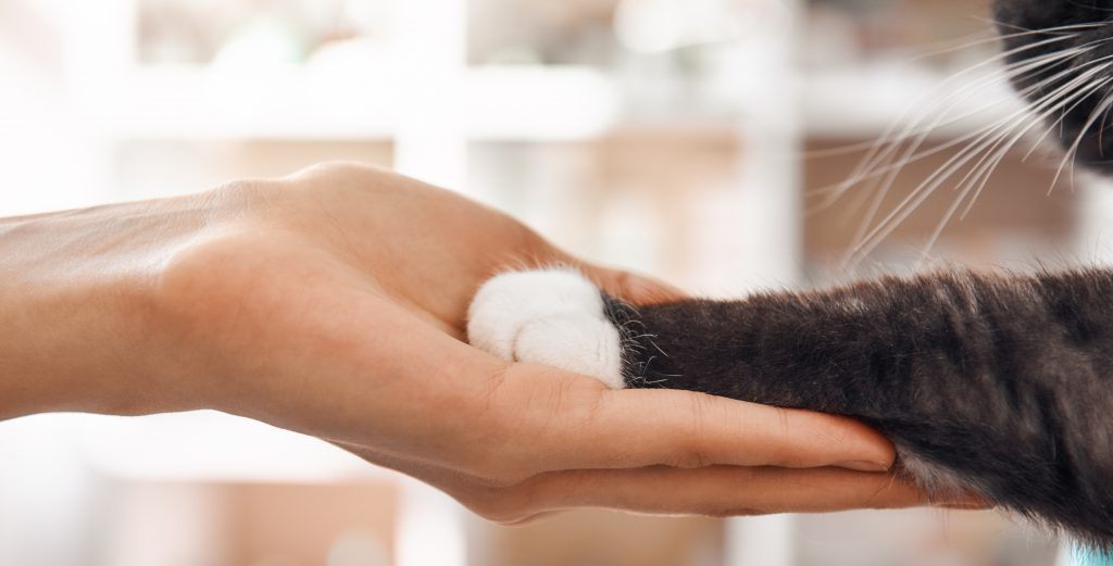 gatos de meias brancas