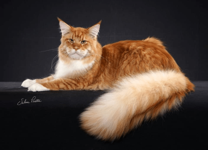 maine-coon-clube-do-gato