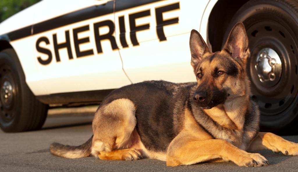 dia do policial - cao-policial