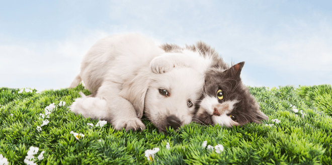 plantas-boas-para-animais