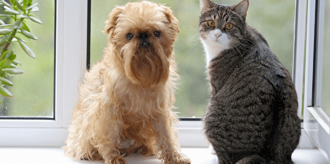 como-ter-animais-em-apartamento