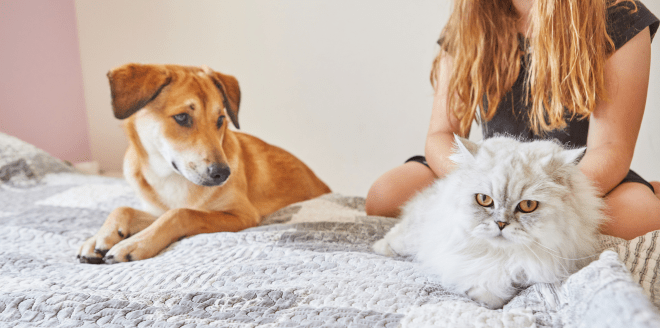 quais-cuidados-ao-adotar-um-animal