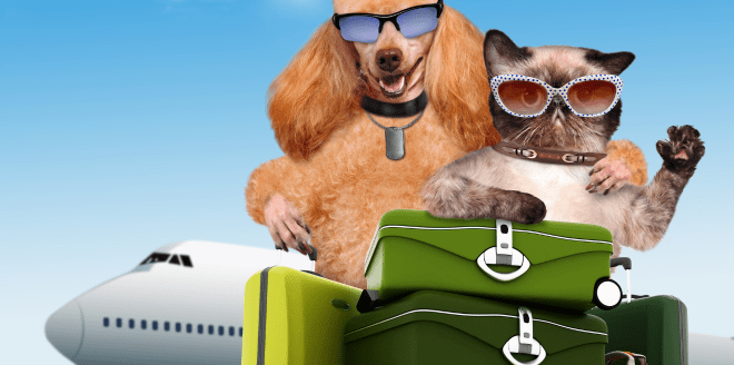 como-levar-animal-no-avião