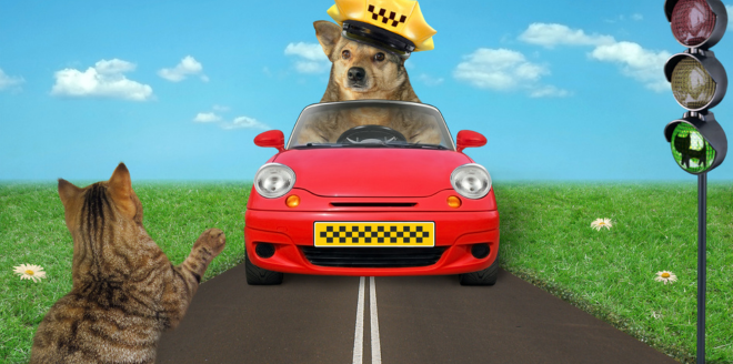 como-transportar-animal-em-carro