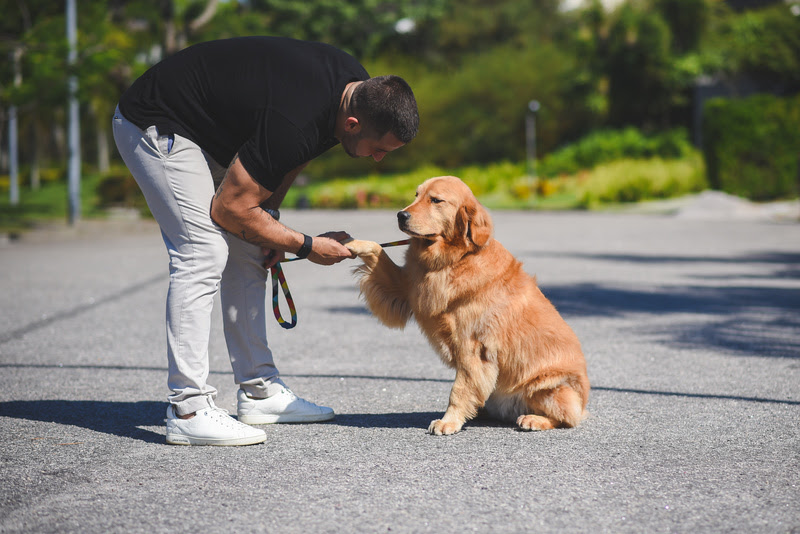 sindrome-ansiedade-de-separacao-em-cachorros