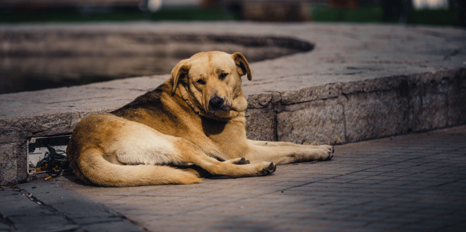 doaçao-de-vacina-gripe-canina-sp