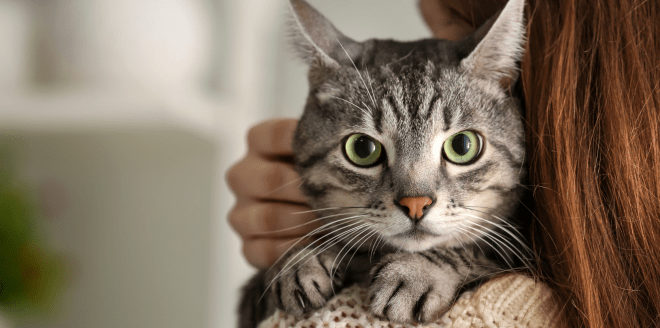 porque-adotar-um-gato