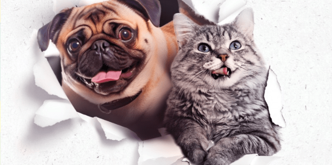 dia-da-amizade-eventos-pet-sp