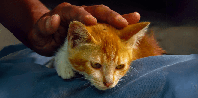 O cuidado paliativo é uma especialidade cada vez mais comum para os pets, que tem como objetivo cuidar de animais com doenças crônicas ou graves que podem ameaçar a vida, entre elas: doença oncológica, renal, disfunção cognitiva, dores crônicas, insuficiência cardíaca, entre outras.