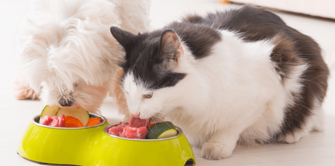 pode-dar-comida-caseira-pra-bicho-de-estimação
