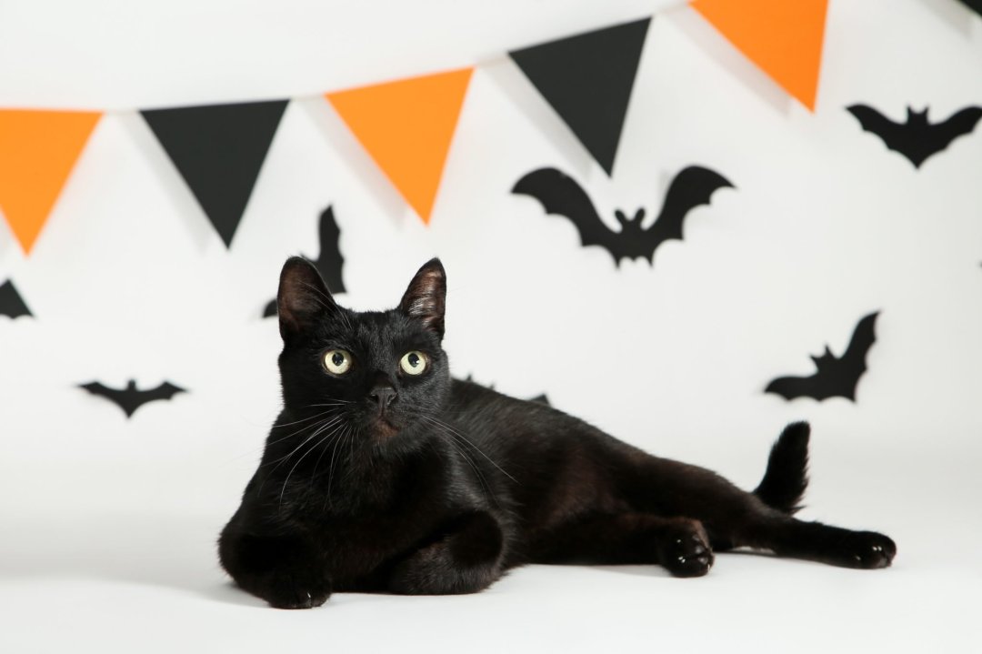 Gatos Pretos e Halloween