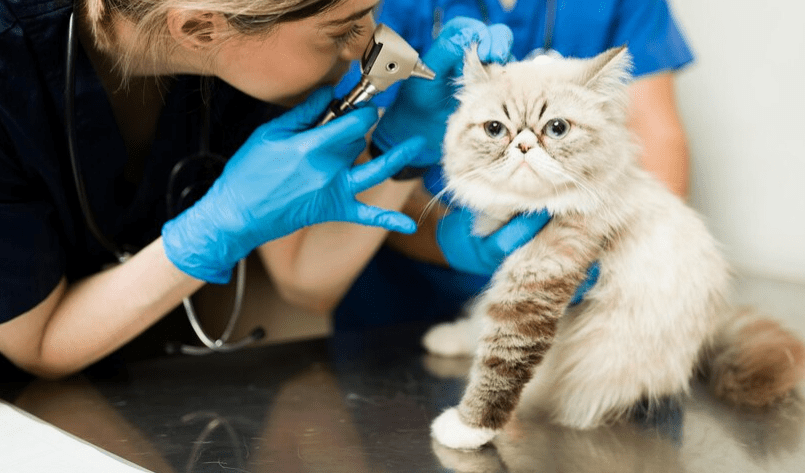 Pearson-pets-Climas-umidos-podem-contribuir-para-o-desenvolvimento-de-otites-externas-foto-Freepik